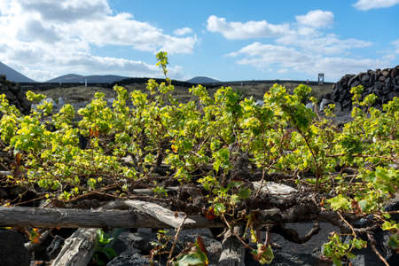 Lanzarote vineyards build on lava, La Geria wine region, malvasia grape vine in winterの写真素材