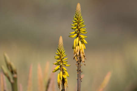 Aloe vera plantation, cultivation of aloe vera, healthy plant used for medicine, cosmetics, skin care, decorationの写真素材