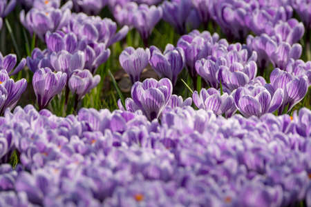 Spring purple crocus flowers on green grass, spring season in Hollandの写真素材