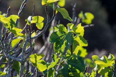 Vegetation on lava rocks, fig fruits riping on fig tree in winter, Timanfaya national park,...