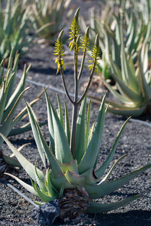 Aloe vera plantation, cultivation of aloe vera, healthy plant used for medicine, cosmetics, skin care, decorationの写真素材