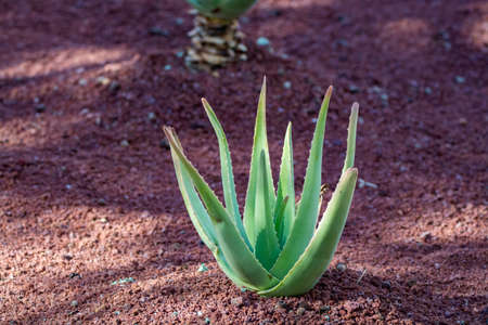 Aloe vera plantation, cultivation of aloe vera, healthy plant used for medicine, cosmetics, skin care, decorationの写真素材