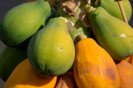 Tropical papaya fruits hanging on papaya tree, exotic foodの写真素材