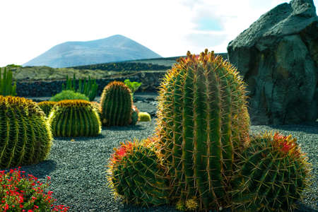 Beautiful tropical  cacti succulent plant growing in garden, Lanzarote, Canary Idlands, Spainの写真素材