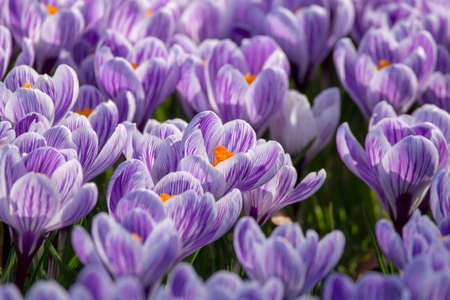 Spring purple crocus flowers on green grass, spring season in Holland