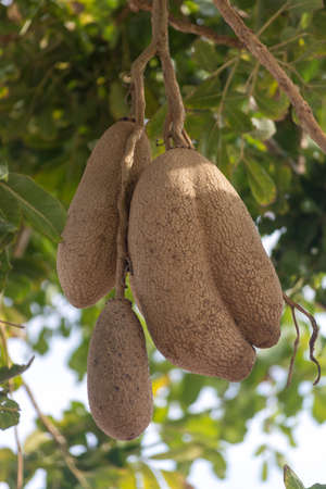Inedible fruits of evergreen sausage tree, Kigelia africana, food for savannah animals.の写真素材