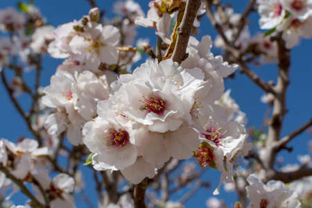 Almonds tree blossom, springtime in farm orchard, nature background with blue skyの写真素材
