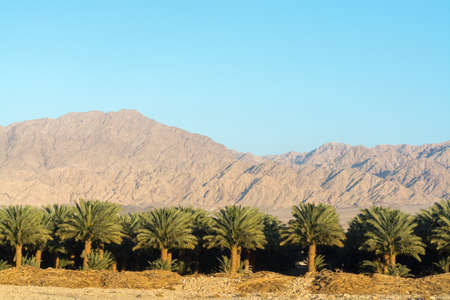 Plantation of Phoenix dactylifera, commonly known asÂ dateÂ orÂ date palm trees in Arava desert, Israelの写真素材