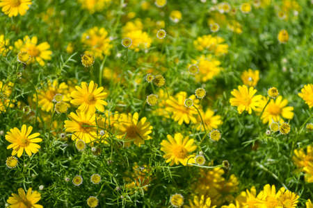 Meadow with group of small yellow daisy flowers, springtime in garden