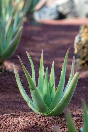 Aloe vera plantation, cultivation of aloe vera, healthy plant used for medicine, cosmetics, skin care, decorationの写真素材