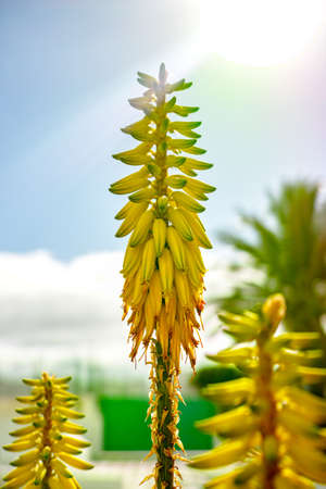 Flowers of Aloe vera, cultivation of aloe vera, healthy plant used for medicine, cosmetics, skin care, decorationの写真素材