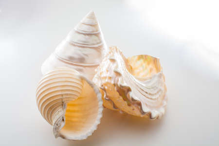 Beautiful tropical sea shells white pearly Trochus Tectus niloticus and Tonna shell isolated, close...