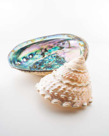 Beautiful tropical sea shells Haliotis discus abalone and pearl Trochus isolated, close upの写真素材