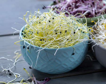 Raw fresh young organic sprouts of leek, alfalfa and red reddish in bowls