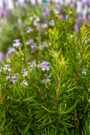 Green rosemary plant with lilac flowers, aromatic kitchen herbの写真素材