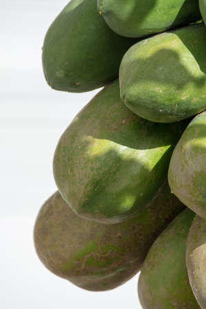 Tropical papaya fruits hanging on papaya tree, exotic food