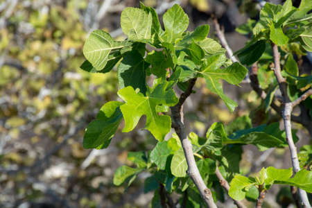 Vegetation on lava rocks, fig fruits riping on fig tree in winter, Timanfaya national park,...