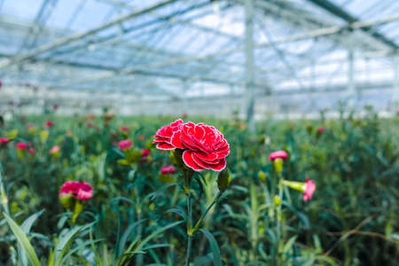 Ð¡ultivation of Dianthus caryophyllus, theÂ carnation flowering plants in greenhouse