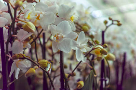 Cultivation of colorful tropical flowering plants orchid family Orchidaceae in Dutch greenhouse for trade and worldwide exportの写真素材