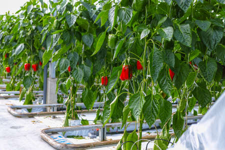 Big ripe sweet bell peppers, red paprika, growing in glass greenhouse, bio farming in the...