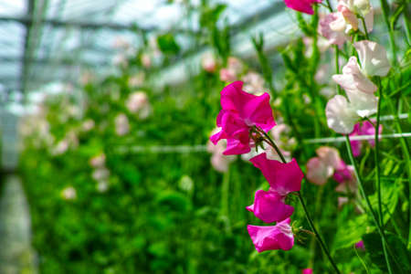 Cuthbertson Blend, Spenser type sweet peas colorful cut flowers cultivated as decorative or...