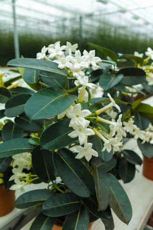 Stephanotis plant or Madagascar jasmine, cultivated as decorative or ornamental flower, popular element in wedding bouquets, growing in greenhouseの写真素材