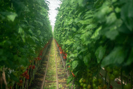 Dutch bio farming, big greenhouse with tomato plants, growing indoor, ripe and unripe tomatoes on vines. Applied soft low-clarity filter for artistic effectの写真素材