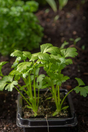 Young sprout celery planted in the ground in the garden, spring is gardenの写真素材