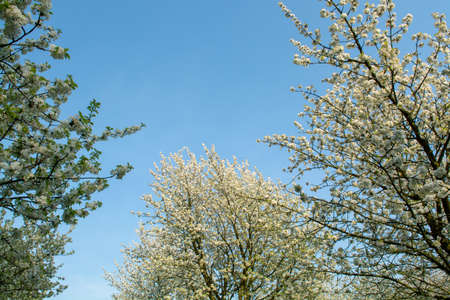 Cherry tree blossom, spring season in fruit orchards in Haspengouw agricultural region in Belgium, landscapeの写真素材