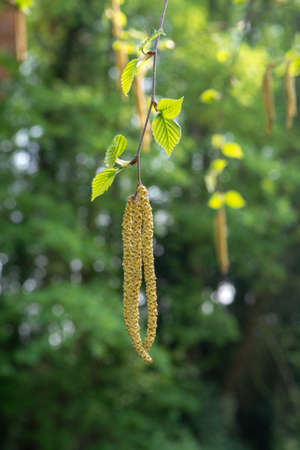 Spring allergy season with young birch catkins pollen