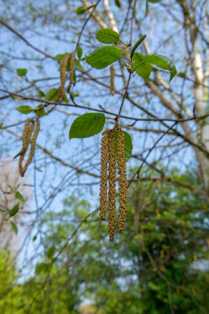 Spring allergy season with young birch catkins pollenの写真素材