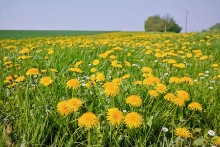 Spring fields panorama landscape with fresh green grass and buttercup yellow flowersの写真素材