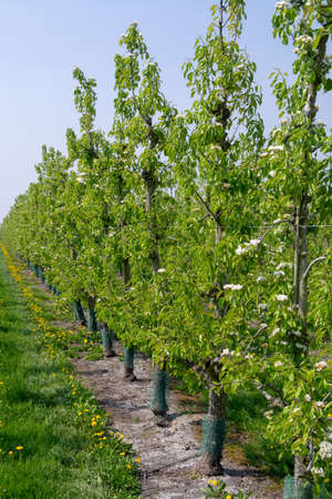 Pear tree blossom, spring season in fruit orchards in Haspengouw agricultural region in Belgium, landscapeの写真素材