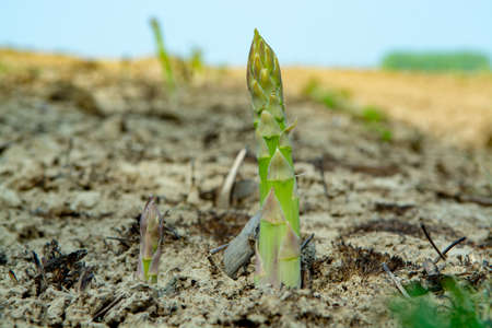 New season of green asparagus, field with growing green asparagus vegetableの写真素材