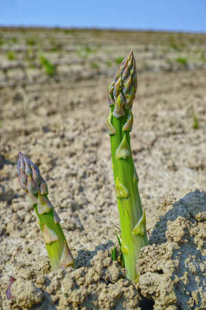 New season of green asparagus, field with growing green asparagus vegetableの写真素材