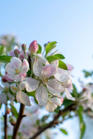 Apple tree blossom, spring season in fruit orchards in Haspengouw agricultural region in Belgium