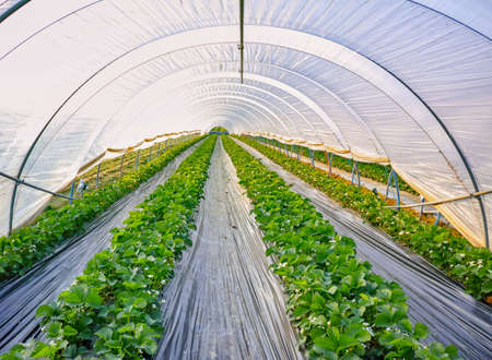 Blossom of strawberry plants growing in outdoor greenhouse covered with plastic filmの写真素材