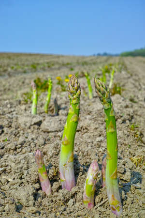 New season of green asparagus, field with growing green asparagus vegetableの写真素材