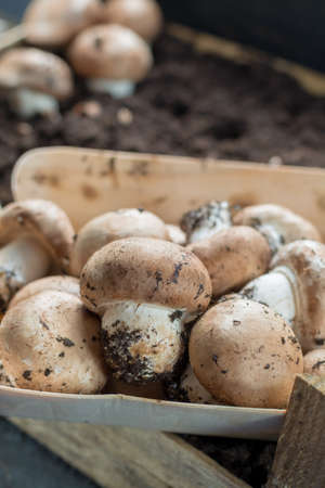 Cultivation of brown champignons mushrooms, grow in underground nature caves in France, ready for harvest close upの写真素材