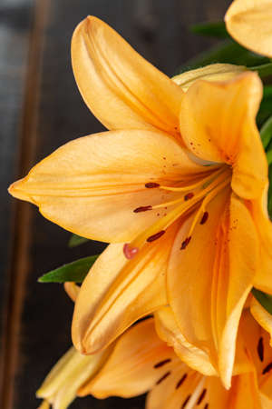 Sensual bouquet of beautiful orange lilies flowers close upの写真素材