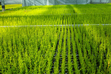 Cupressus macrocarpa Gold crest house conifer young plants growing in Dutch greenhouse in small potsの写真素材
