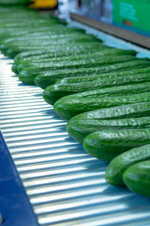 Packing of big ripe long green cucumbers for transportation, bio farming in the Netherlandsの写真素材