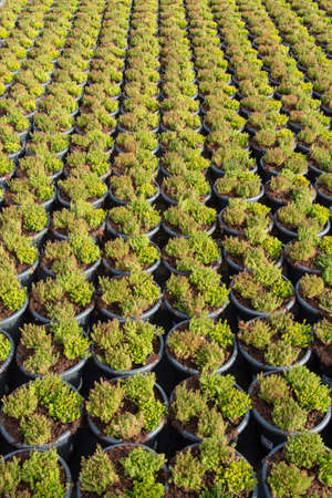 Cultivation on farm fields of Calluna vulgaris plants, heather plant growth on thousands small flowerpotsの写真素材