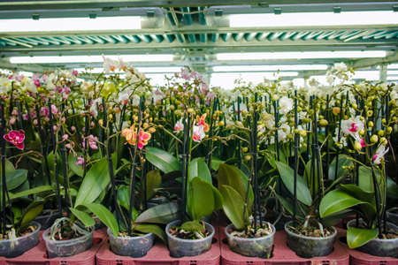 Cultivation of colorful tropical flowering plants orchid family Orchidaceae in Dutch greenhouse for trade and worldwide exportの写真素材