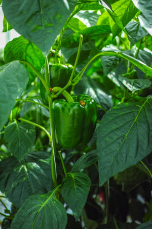 Big ripe sweet green bell peppers, paprika, growing in glass greenhouse, bio farming in the Netherlandsの写真素材