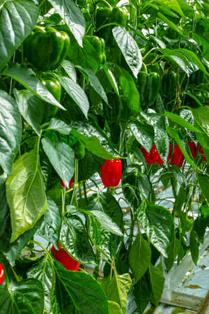 Big ripe sweet bell peppers, red paprika, growing in glass greenhouse, bio farming in the Netherlandsの写真素材