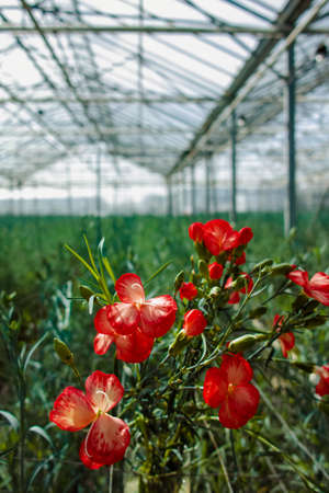 Ð¡ultivation of Dianthus caryophyllus, theÂ carnation flowering plants in greenhouseの写真素材