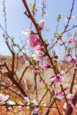 Pink peach tree blossom, springtime in farm orchard, nature background with blue skyの写真素材