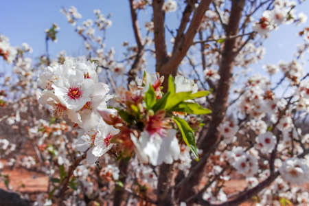 Almonds tree blossom, springtime in farm orchard, nature background with blue sky