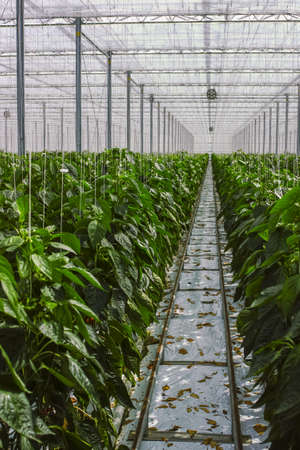 Big ripe sweet green bell peppers, paprika, growing in glass greenhouse, bio farming in the Netherlandsの写真素材
